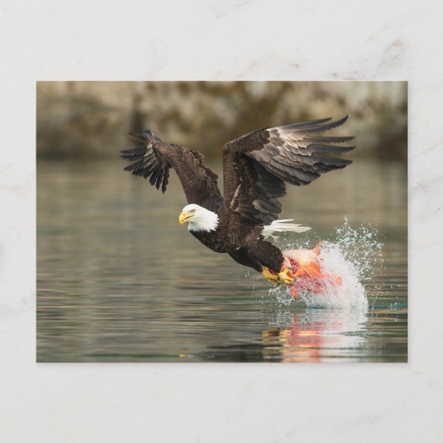 Carte Postale Aigle à tête plate (Devant)