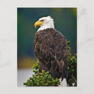 Carte Postale Aigle américain perché