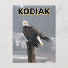 Aigle Bald À Kodiak, Alaska