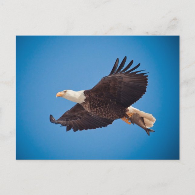 Carte Postale Aigle Balle Avec Poisson (Devant)