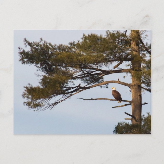 Carte Postale Aigle Balle Dans Un Arbre À Pins (Devant)