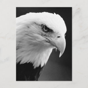 Carte Postale Aigle BW Bald