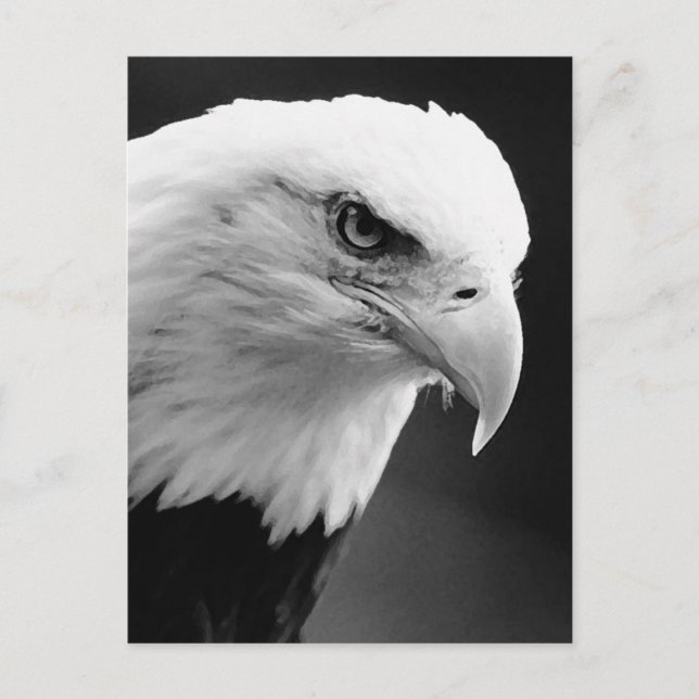 Carte Postale Aigle BW Bald (Devant)
