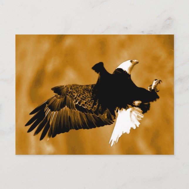 Carte Postale Aigle d'Amérique (Devant)