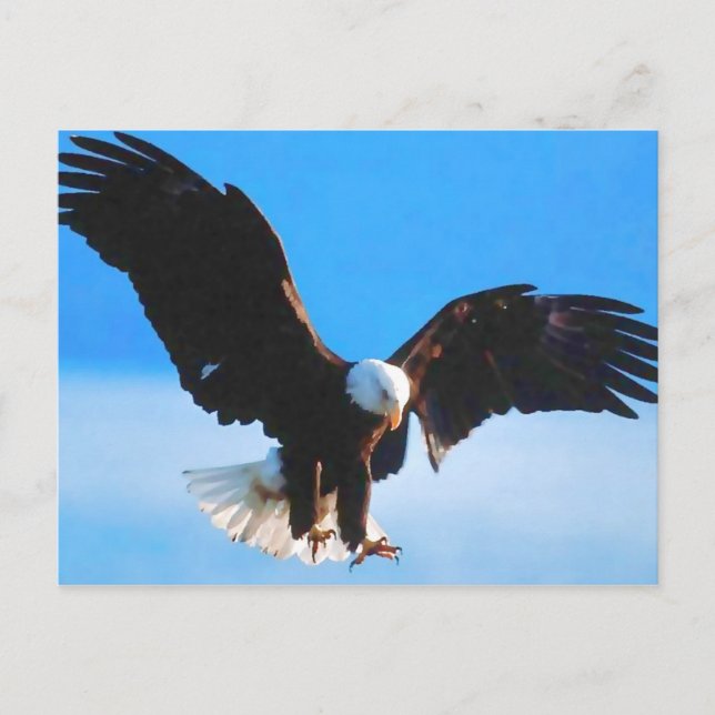 Carte Postale Aigle d'Amérique (Devant)