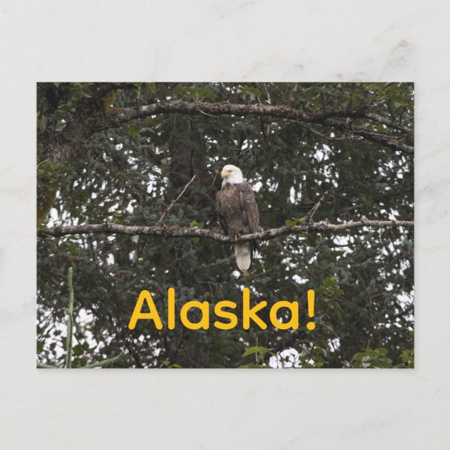 Carte Postale Aigle dans les arbres (Devant)