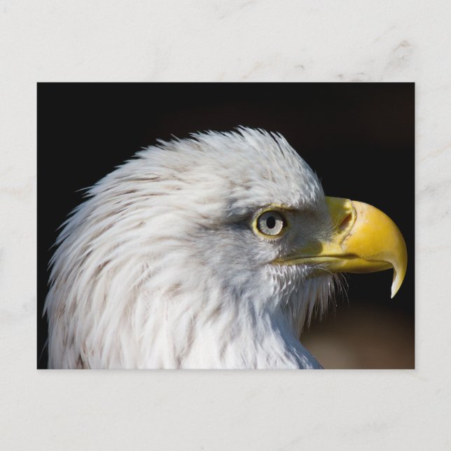 Carte Postale Aigle de Bald (Devant)