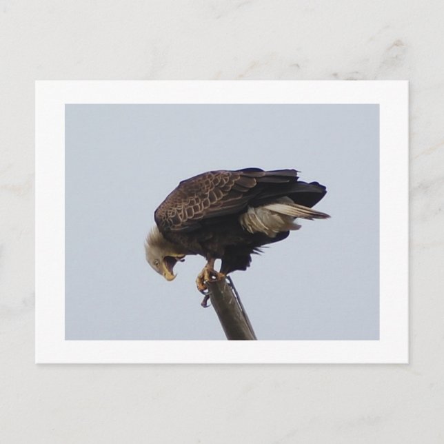 Carte Postale Aigle de Bald (Devant)