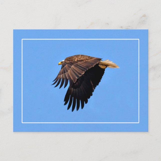 Carte Postale Aigle de Bald (Devant)
