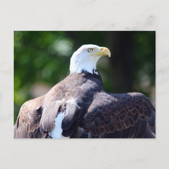 Carte Postale Aigle de Bald (Devant)