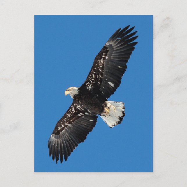 Carte Postale Aigle de Bald (Devant)