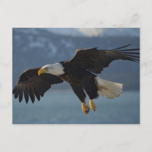 Carte Postale Aigle de Bald