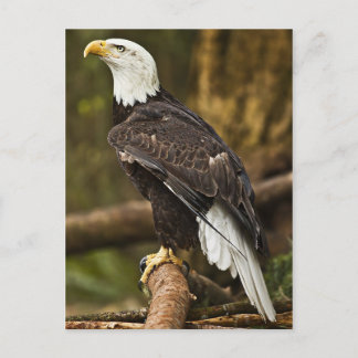 Carte Postale Aigle de Bald