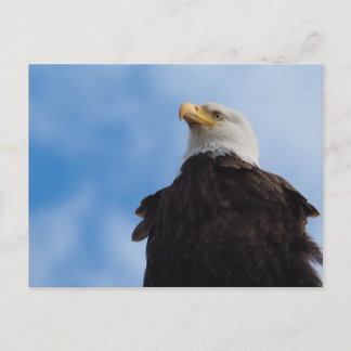 Carte Postale Aigle de Bald