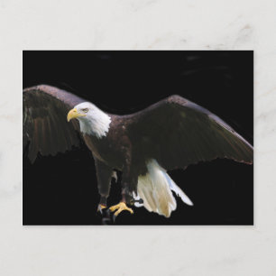 Carte Postale Aigle de Bald