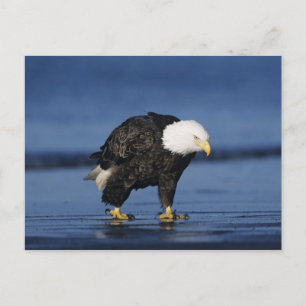 Carte Postale Aigle de Bald