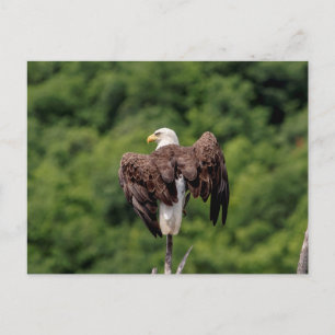 Carte Postale Aigle de Bald sur une branche