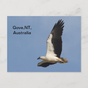 Carte postale Aigle de mer à ventre blanc