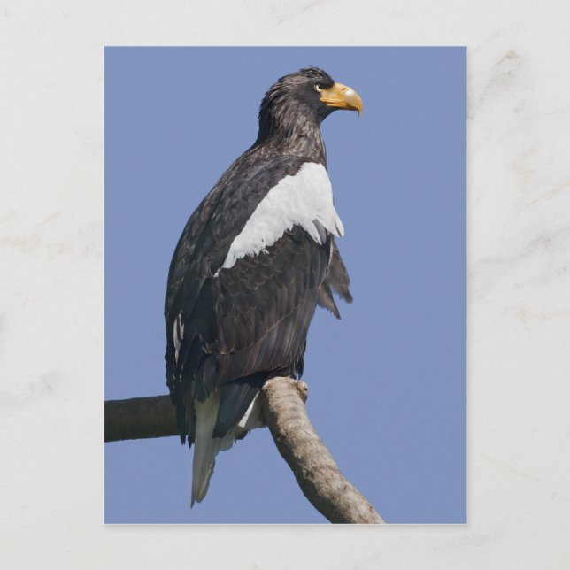 Carte postale Aigle de mer Steller (Devant)