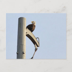 Carte Postale Aigle de Philadelphie Bald