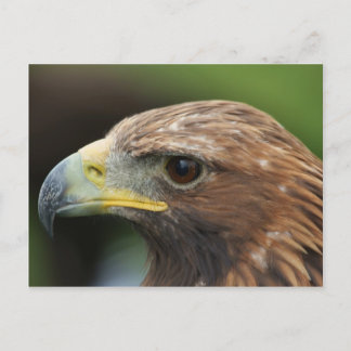 Carte Postale Aigle d'or