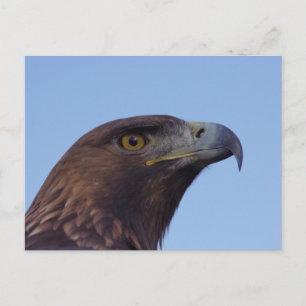 Carte Postale Aigle d'or