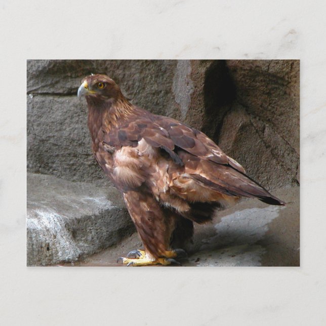 Carte Postale Aigle d'or (Devant)