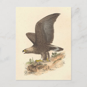 Carte Postale Aigle d'or (Aquila chrysaetos) NY Bird Image