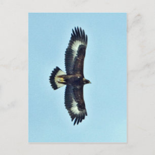 Carte Postale Aigle d'or en vol