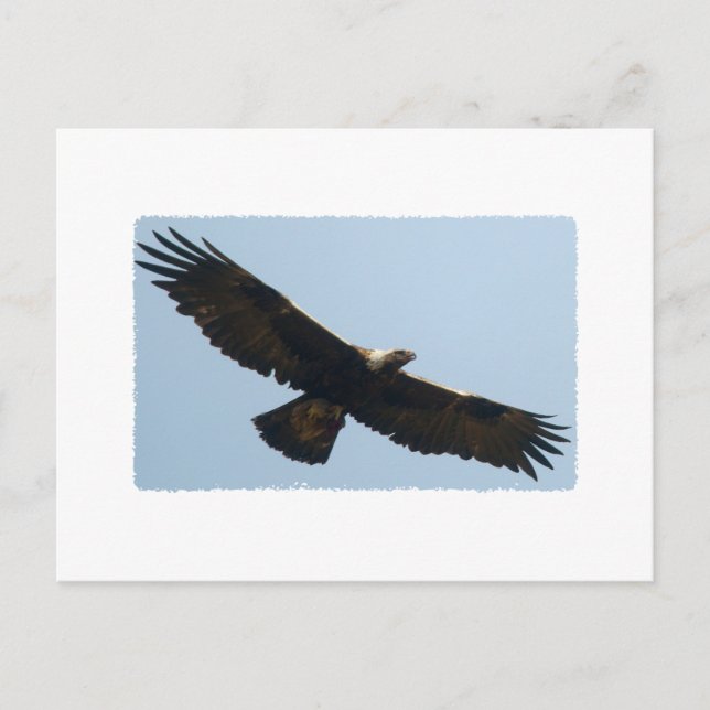 Carte Postale Aigle d'or en vol (Devant)