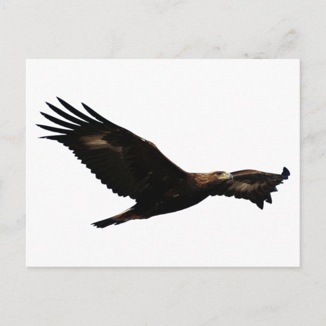 Carte Postale Aigle d'or qui s'envole (Devant)