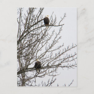 Carte Postale Aigle double