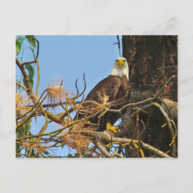 Carte Postale Aigle du fleuve Kettle (Devant)
