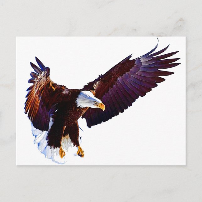 Carte Postale Aigle en vol (Devant)