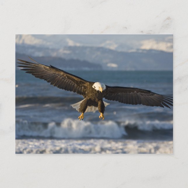 Carte Postale Aigle, Haliaeetus leucocephalus, Homer, 3 (Devant)