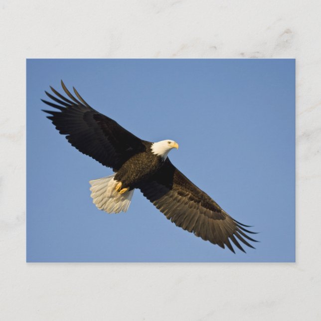 Carte Postale Aigle, Haliaeetus leucocephalus, Homer, 4 (Devant)