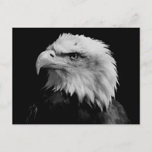 Carte Postale Aigle noir et blanc
