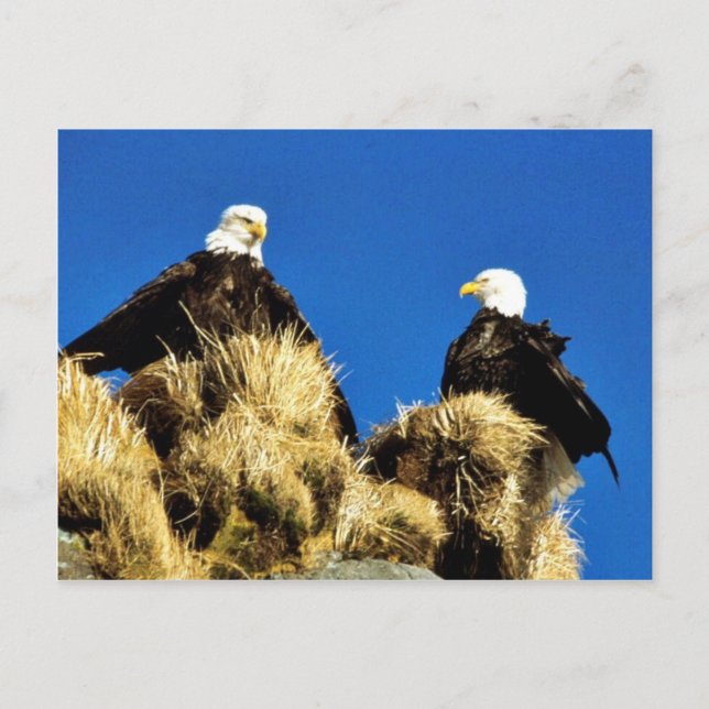 Carte Postale Aigles chauds (Devant)