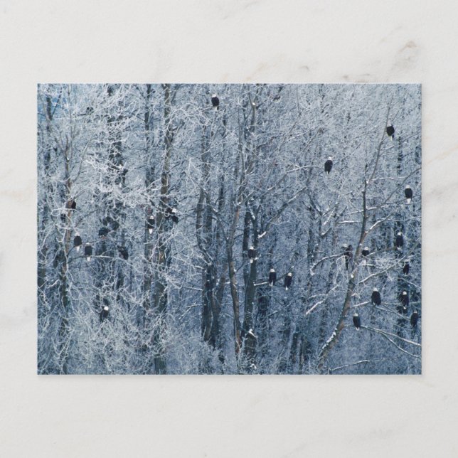 Carte Postale Aigles chauves (Haliaeetus leucocephalus) à (Devant)