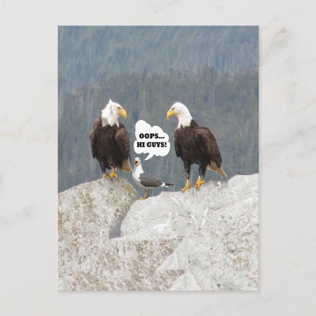 Carte Postale Aigles drôles et mouette (Devant)