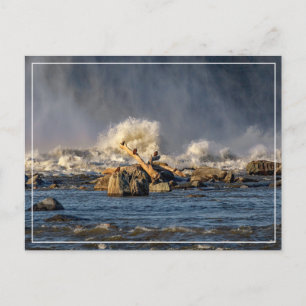 Carte Postale Aigles Et Eau Brute