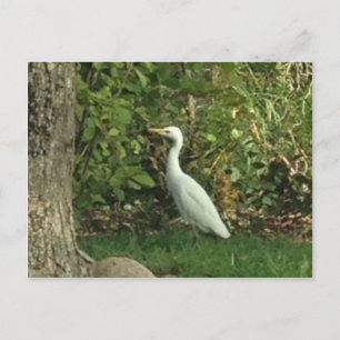 Carte Postale Aigrette blanche