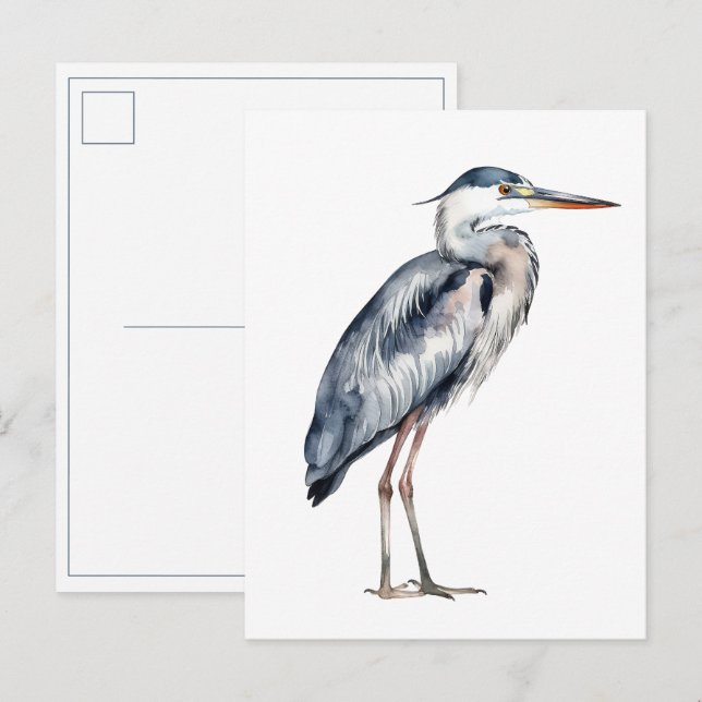 Carte Postale Aigrette bleue côtière (Devant / Derrière)
