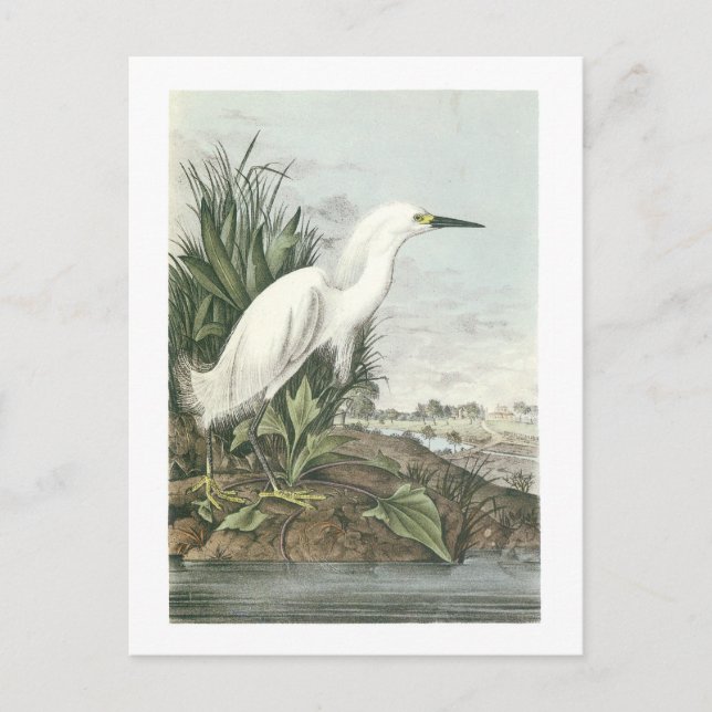 Carte Postale Aigrette neigeuse par Audubon (Devant)