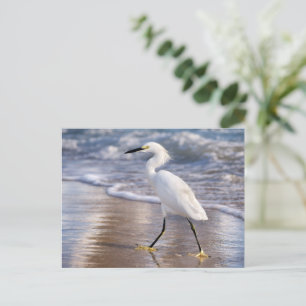 Carte Postale Aigrette sur impression photo de rivage