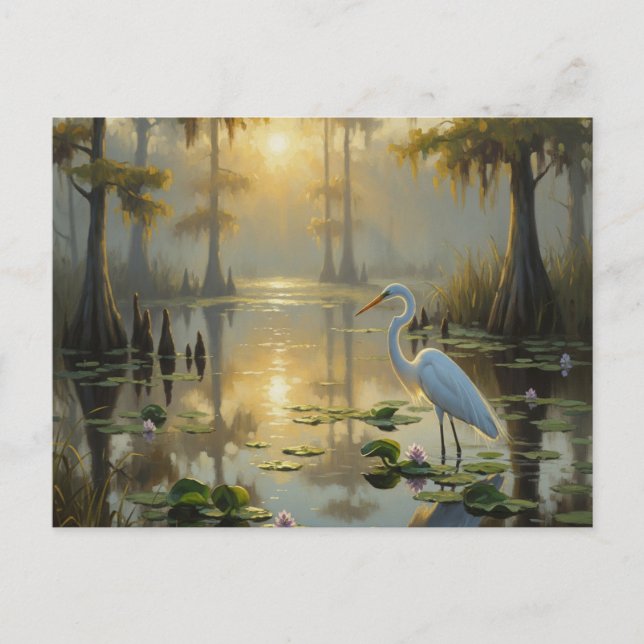 Carte Postale Aigrettes dans le Parc National des Everglades Mat (Devant)