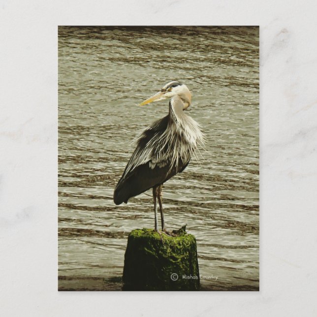 Carte Postale Aiguille (Devant)