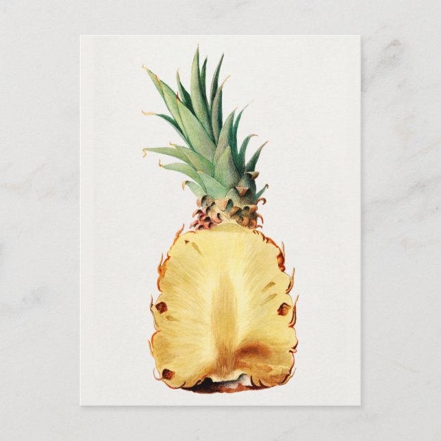 Carte Postale Aiguille coupée en deux Aquarelle de Fruit Peintur (Devant)
