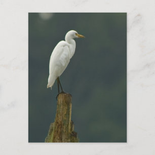 Carte postale Aiguille de bétail