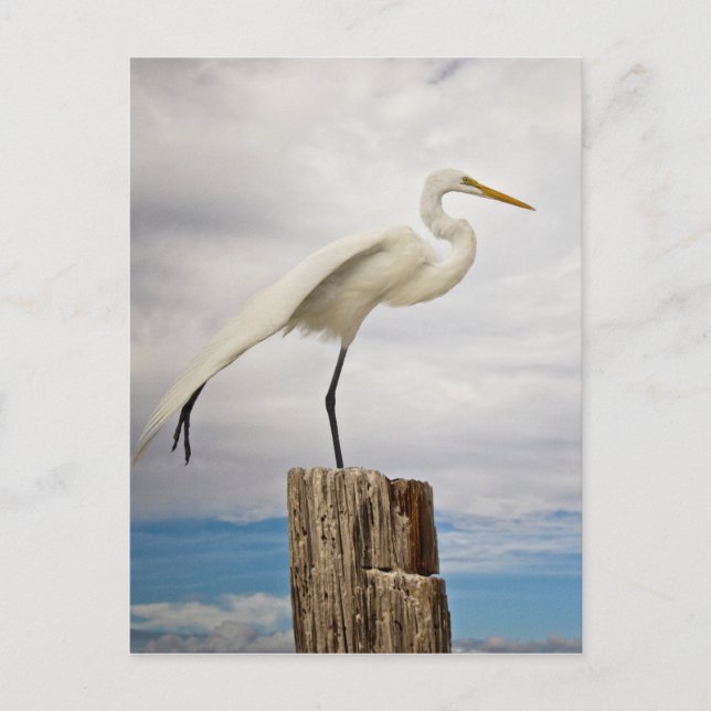 Carte Postale Aiguille talentueuse | Fort Myers Beach, Floride (Devant)